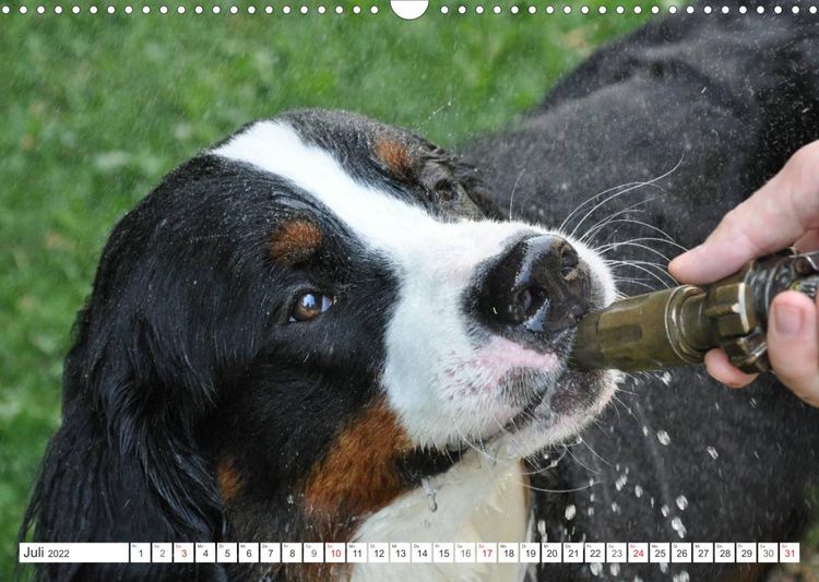 Produktbild: Tierisch nahe Berner-Portr&auml;ts (Wandkalender 2022 DIN A3 quer)