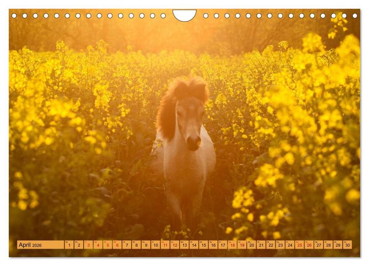 Produktbild: Ponys, die starken Pers&ouml;nlichkeiten (Wandkalender 2026 DIN A4 quer), CALVENDO Monatskalender
