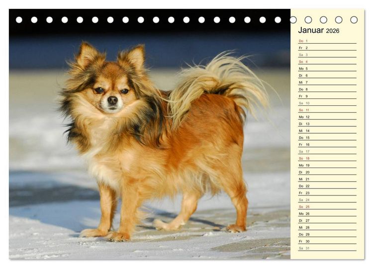 Produktbild: Chihuahua - Kleine Hunde ganz gro&szlig; (Tischkalender 2026 DIN A5 quer), CALVENDO Monatskalender