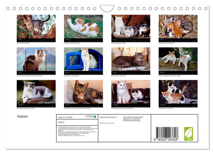Produktbild: Katzen (Wandkalender 2026 DIN A4 quer), CALVENDO Monatskalender