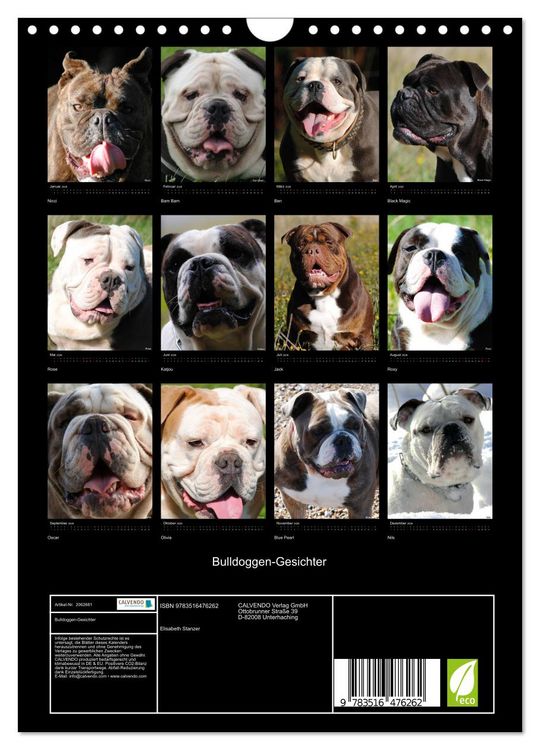 Produktbild: Bulldoggen-Gesichter (Wandkalender 2026 DIN A4 hoch), CALVENDO Monatskalender