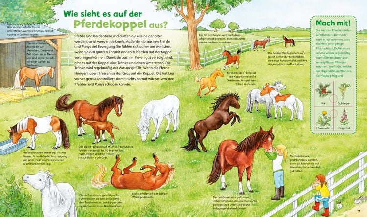 Produktbild: Pferde und Ponys / Was ist was junior Band 5