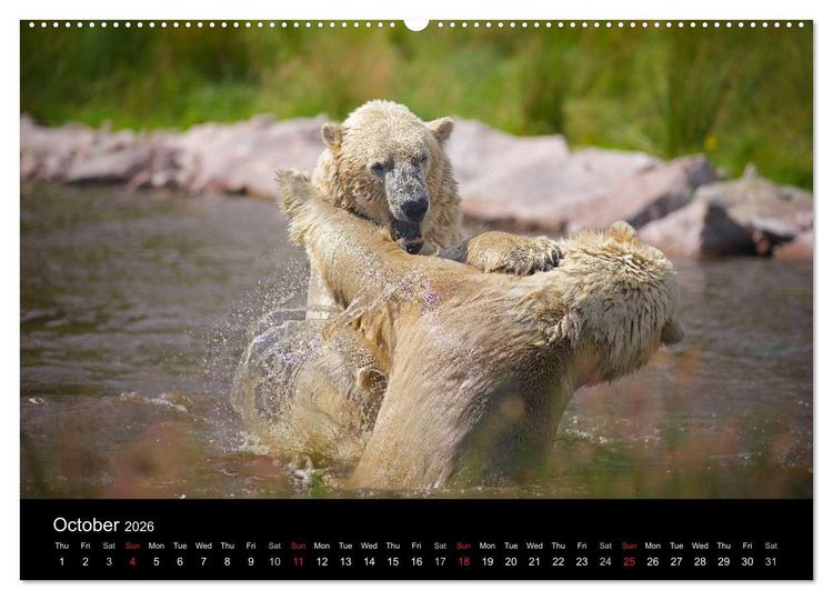 Produktbild: POLAR BEARS - ARCTIC LEGENDS (High Quality Premium Wall Calendar 2026 DIN A2 landscape),CALVENDO 12 Month Wall Calendar