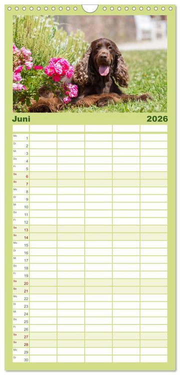 Produktbild: Familienplaner 2026 - English Cocker Spaniels - Ein Spaziergang im Park mit 5 Spalten (Wandkalender, 21 x 45 cm) CALVENDO