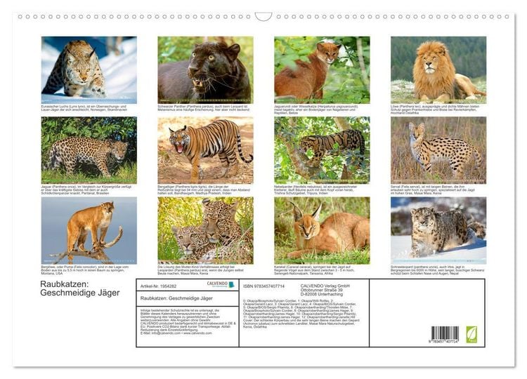 Produktbild: Raubkatzen: Geschmeidige J&auml;ger (Wandkalender 2026 DIN A2 quer), CALVENDO Monatskalender