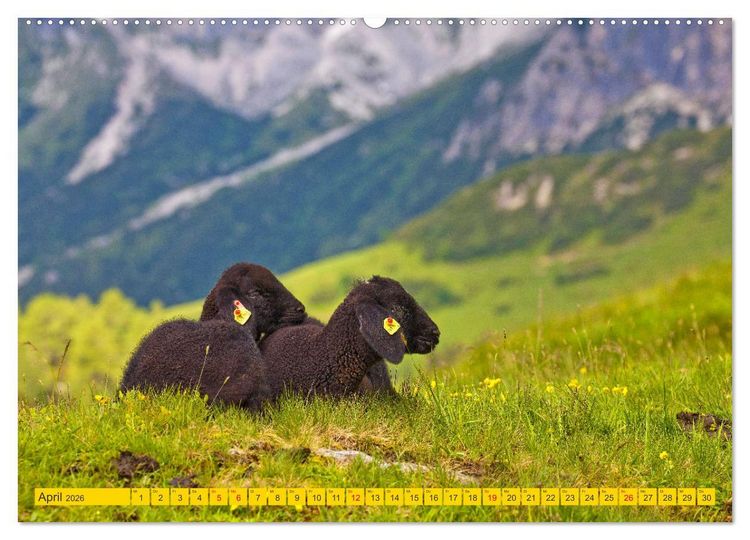 Produktbild: Wir sind die Stars auf der Alm (hochwertiger Premium Wandkalender 2026 DIN A2 quer), Kunstdruck in Hochglanz