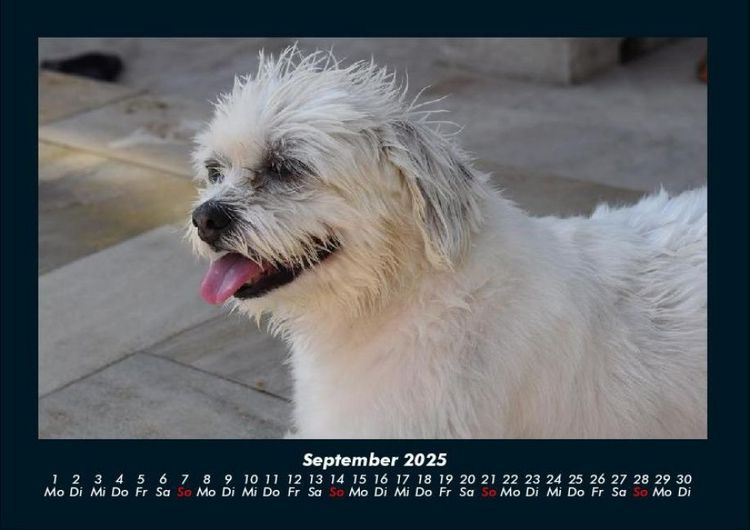 Produktbild: Haustierkalender 2025 Fotokalender DIN A4