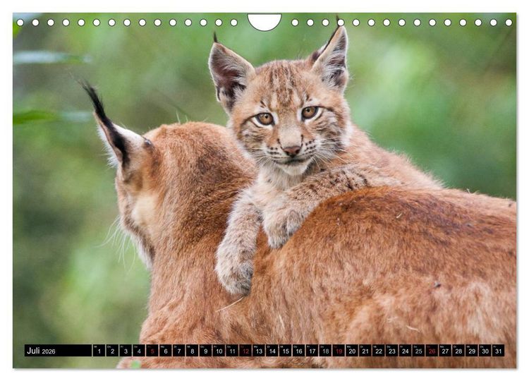 Produktbild: Luchskinder (Wandkalender 2026 DIN A4 quer), CALVENDO Monatskalender