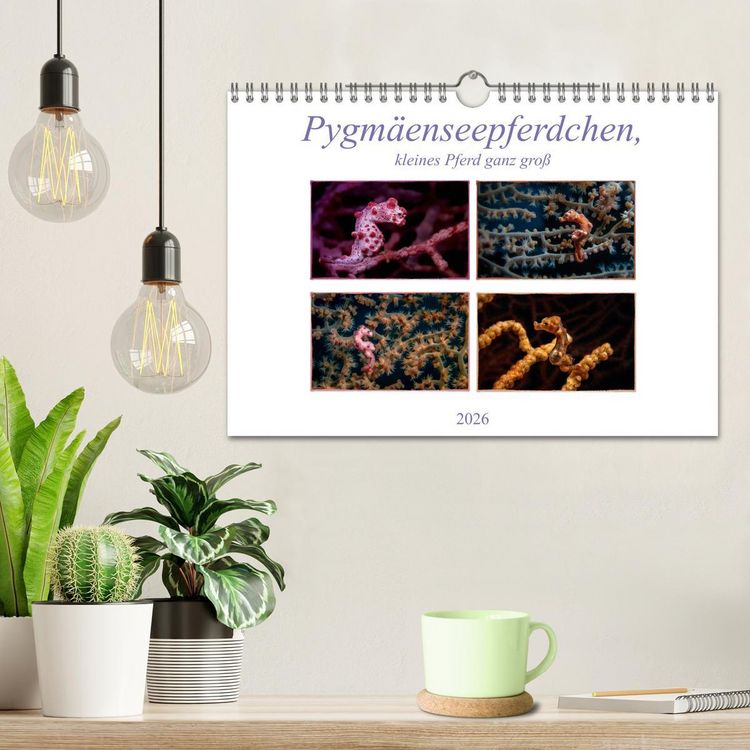Produktbild: Pygm&auml;enseepferdchen, kleines Pferd ganz gro&szlig; (Wandkalender 2026 DIN A4 quer), CALVENDO Monatskalender