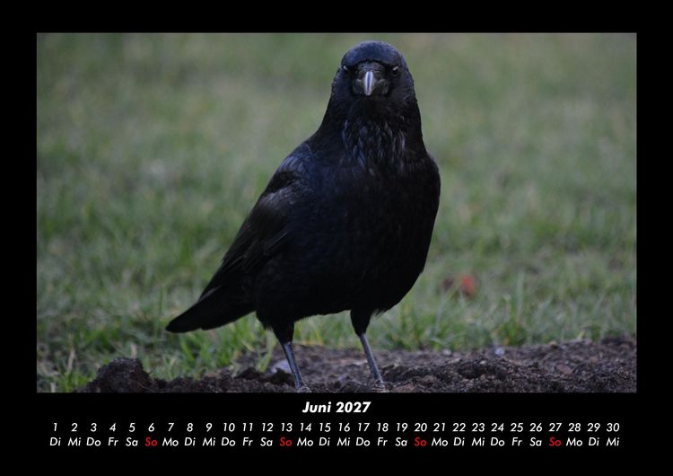 Produktbild: Vogelparadies 2027 Fotokalender DIN A3