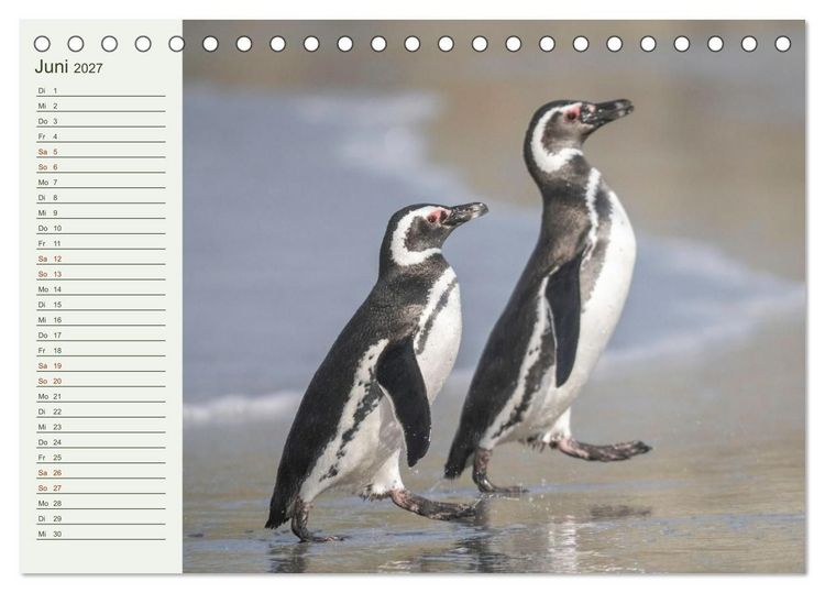 Produktbild: Unter Pinguinen (Tischkalender 2027 DIN A5 quer), CALVENDO Monatskalender