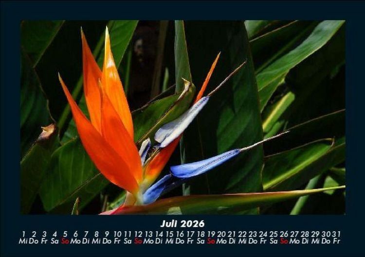 Produktbild: Blumentr&auml;ume 2026 Fotokalender DIN A5
