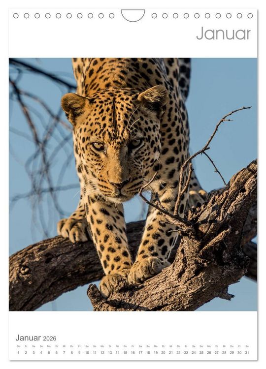 Produktbild: BIG CATS - Namibias Raubkatzen (Wandkalender 2026 DIN A4 hoch), CALVENDO Monatskalender