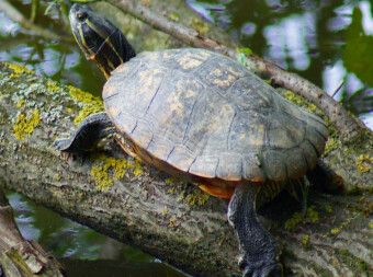 Produktbild: Wasserschildkr&ouml;te (Puzzle)