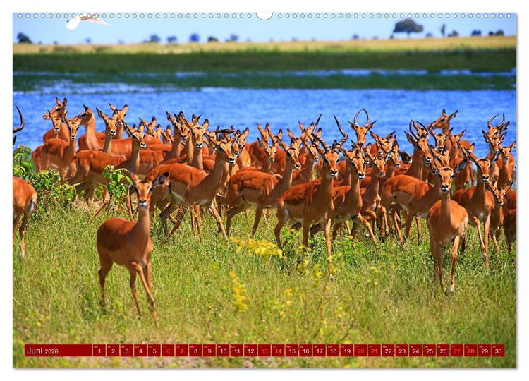 Produktbild: Botswana- Pirschfahrt mit Garantie auf Wildlife (Wandkalender 2026 DIN A2 quer), CALVENDO Monatskalender