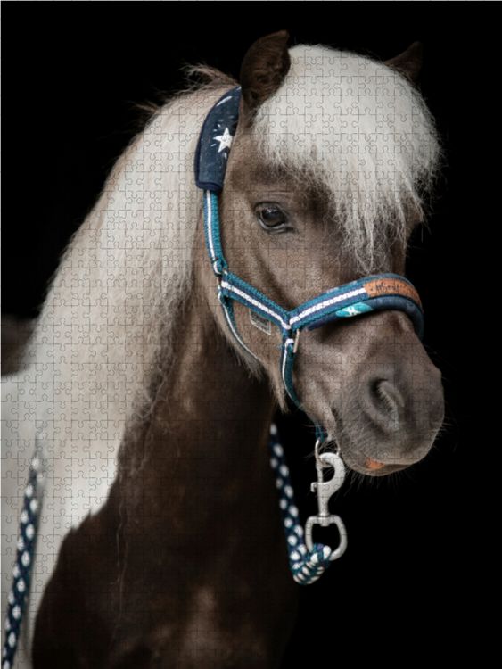 Produktbild: CALVENDO Puzzle Shetland Pony 1000 Teile Lege-Gr&ouml;&szlig;e 48 x 64 cm Foto-Puzzle Bild von Paula M&uuml;ller