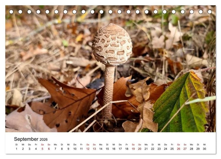 Produktbild: Pilze - Geheimnisvolle Herrscher der W&auml;lder (Tischkalender 2026 DIN A5 quer), CALVENDO Monatskalender
