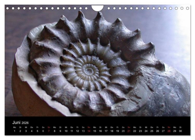 Produktbild: Fossilien - Zeugen der Urzeit (Wandkalender 2026 DIN A4 quer), CALVENDO Monatskalender