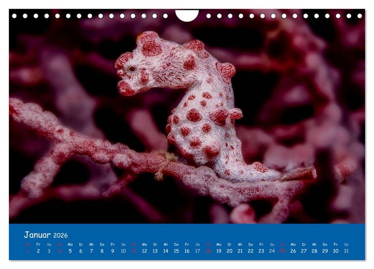 Produktbild: Unterwasserwelten (Wandkalender 2026 DIN A4 quer), CALVENDO Monatskalender
