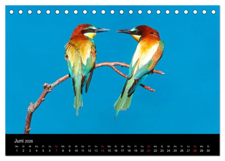 Produktbild: V&ouml;gel (Tischkalender 2026 DIN A5 quer), CALVENDO Monatskalender
