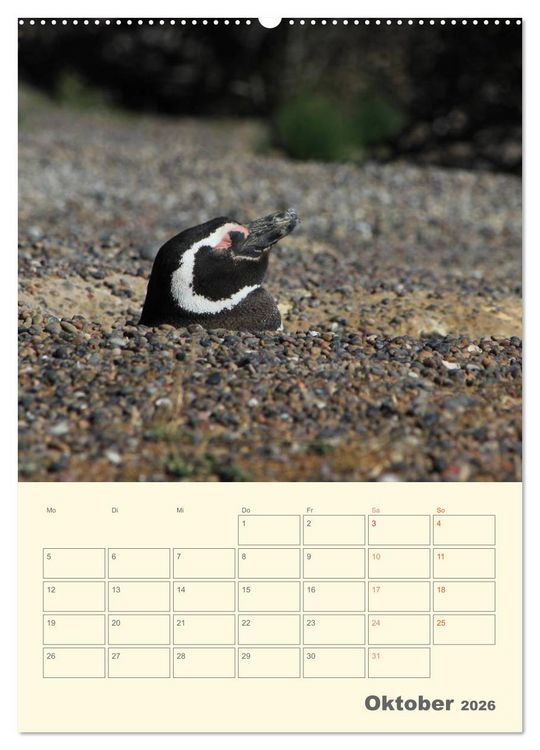 Produktbild: Mit Pinguinen durch das Jahr (Wandkalender 2026 DIN A2 hoch), CALVENDO Monatskalender