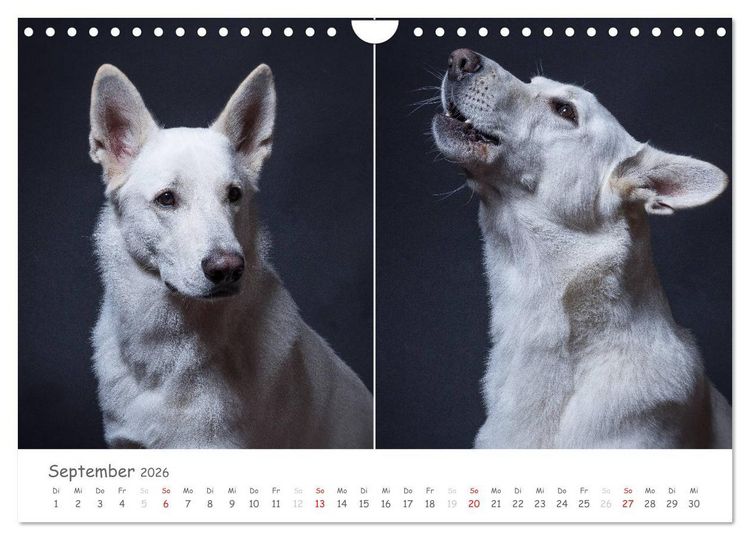 Produktbild: charakterstarke Hunde, wundersch&ouml;ne Hundeportraits (Wandkalender 2026 DIN A4 quer), CALVENDO Monatskalender