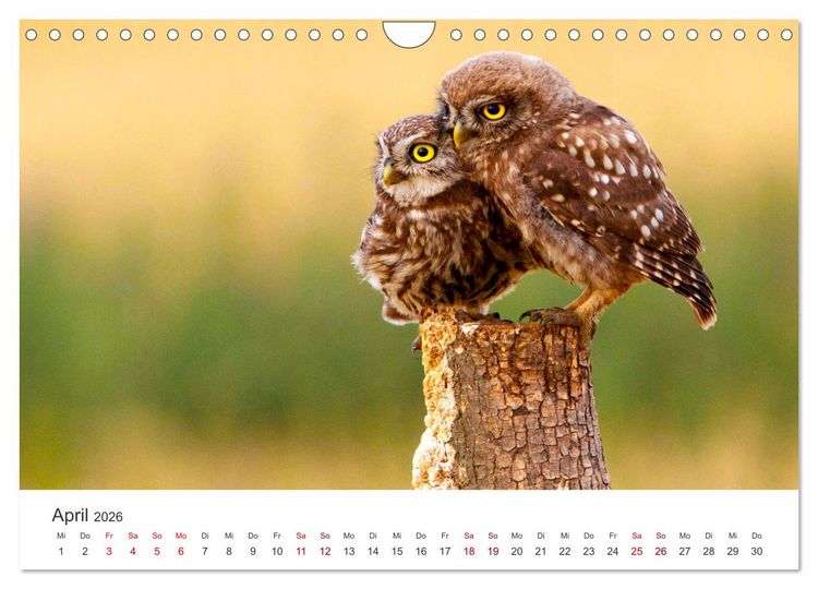 Produktbild: Eulen - Wachsame und geheimnisvolle Augen (Wandkalender 2026 DIN A4 quer), CALVENDO Monatskalender