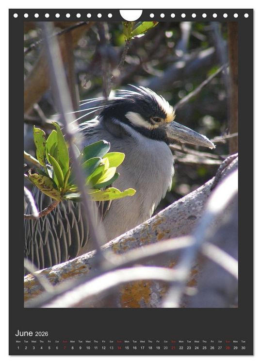 Produktbild: Herons & Egrets (Wall Calendar 2026 DIN A4 portrait), CALVENDO 12 Month Wall Calendar