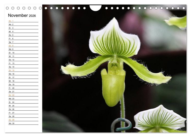 Produktbild: Prachtvolle Orchideen (Wandkalender 2026 DIN A4 quer), CALVENDO Monatskalender