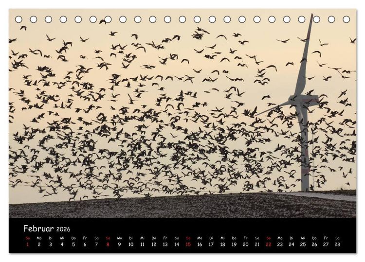 Produktbild: Schrei der Wildg&auml;nse (Tischkalender 2026 DIN A5 quer), CALVENDO Monatskalender