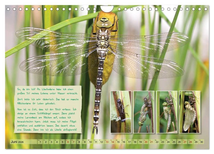Produktbild: GEOclick Lernkalender: Insekten (Wandkalender 2026 DIN A4 quer), CALVENDO Monatskalender