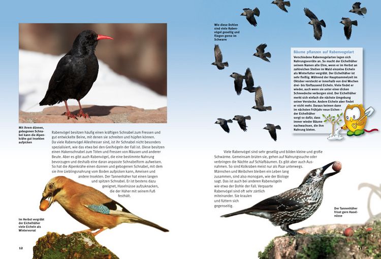 Produktbild: Entdecke die Rabenv&ouml;gel