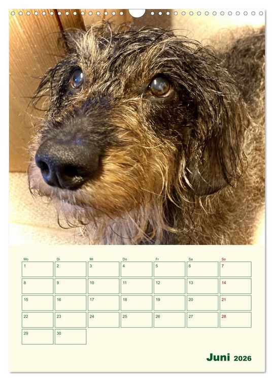 Produktbild: Schorschi &ndash; Ein Jahr mit dem bayrischen Rauhhaardackel (Wandkalender 2026 DIN A3 hoch), CALVENDO Monatskalender