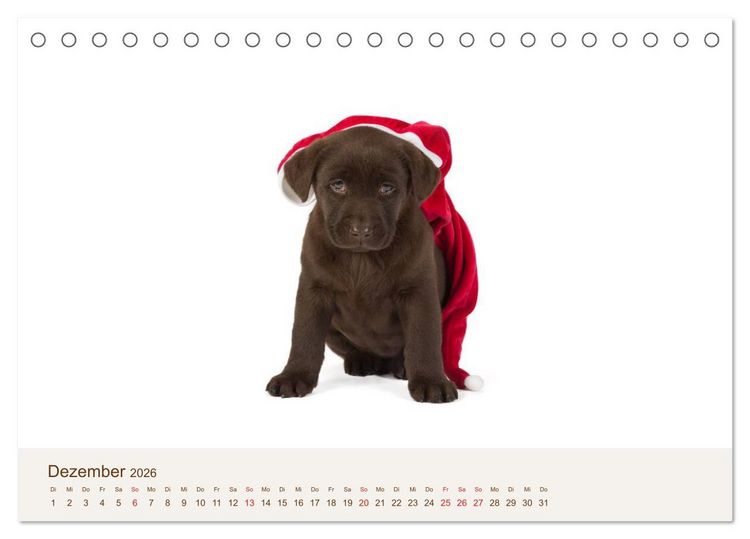 Produktbild: Labrador - Welpen (Tischkalender 2026 DIN A5 quer), CALVENDO Monatskalender