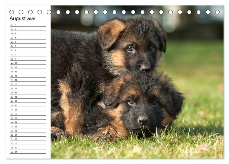 Produktbild: Deutscher Sch&auml;ferhund - Welpen (Tischkalender 2026 DIN A5 quer), CALVENDO Monatskalender