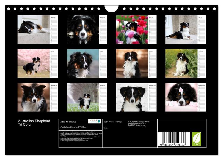 Produktbild: Australian Shepherd Tri Color (Wandkalender 2026 DIN A4 quer), CALVENDO Monatskalender
