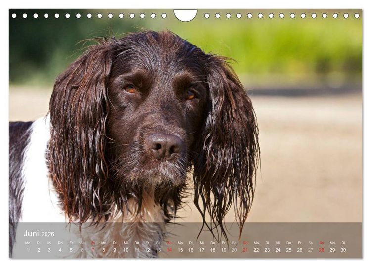 Produktbild: Kleiner M&uuml;nsterl&auml;nder Vorstehhund (Wandkalender 2026 DIN A4 quer), CALVENDO Monatskalender
