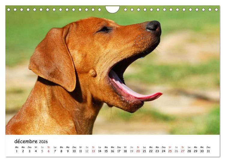 Produktbild: Chiots Rhodesian Ridgeback (Calendrier mural 2026 DIN A4 vertical), CALVENDO calendrier mensuel