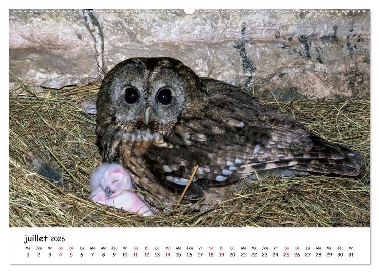 Produktbild: La vie des chouettes, les dames de la nuit (Calendrier mural 2026 DIN A2 vertical), CALVENDO calendrier mensuel