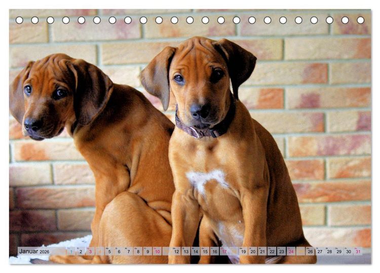 Produktbild: Rhodesian Ridgeback - eine Liebe f&uuml;rs Leben (Tischkalender 2026 DIN A5 quer), CALVENDO Monatskalender