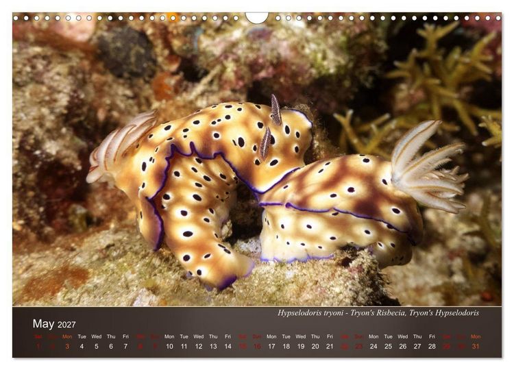 Produktbild: Nudibranchs on the ocean floor (Wall Calendar 2027 DIN A3 landscape), CALVENDO 12 Month Wall Calendar