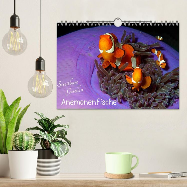 Produktbild: Anemonenfische - Streitbare Gesellen (Wandkalender 2026 DIN A4 quer), CALVENDO Monatskalender
