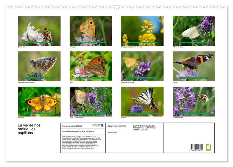 Produktbild: La vie de nos prairie, les papillons (Calendrier mural 2026 DIN A2 vertical), CALVENDO calendrier mensuel