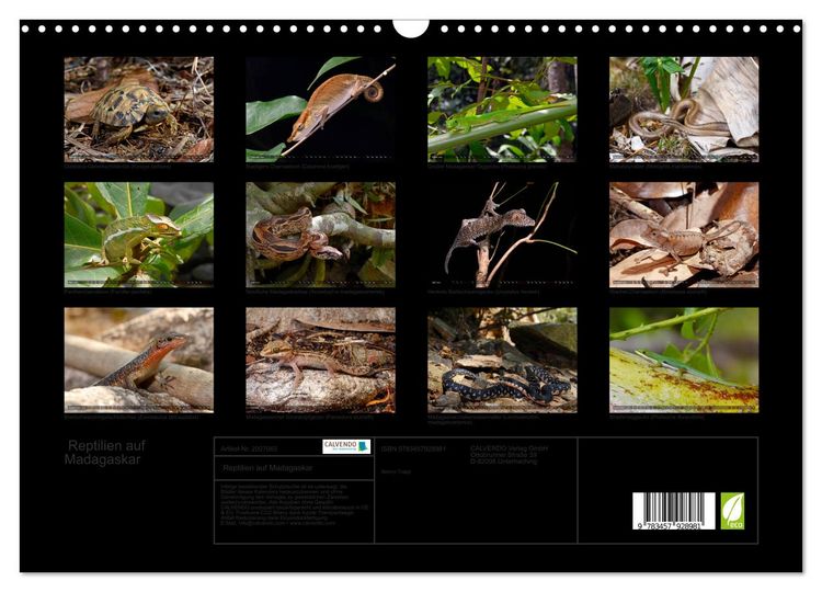 Produktbild: Reptilien auf Madagaskar (Wandkalender 2026 DIN A3 quer), CALVENDO Monatskalender