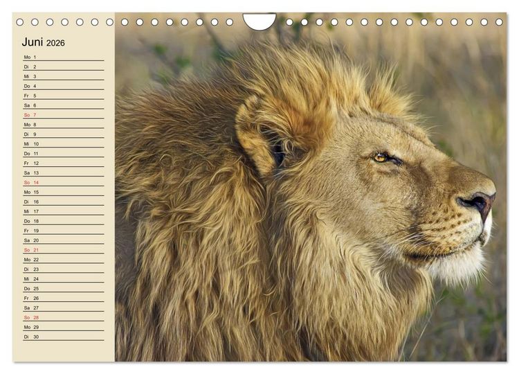 Produktbild: L&ouml;wen in freier Wildbahn (Wandkalender 2026 DIN A4 quer), CALVENDO Monatskalender