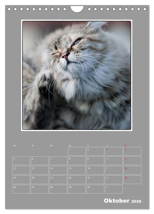 Produktbild: Katzen Blues / Planer (Wandkalender 2026 DIN A4 hoch), CALVENDO Monatskalender