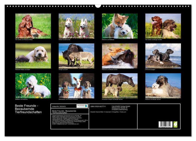 Produktbild: Beste Freunde - Bezaubernde Tierfreundschaften (Wandkalender 2026 DIN A2 quer), CALVENDO Monatskalender