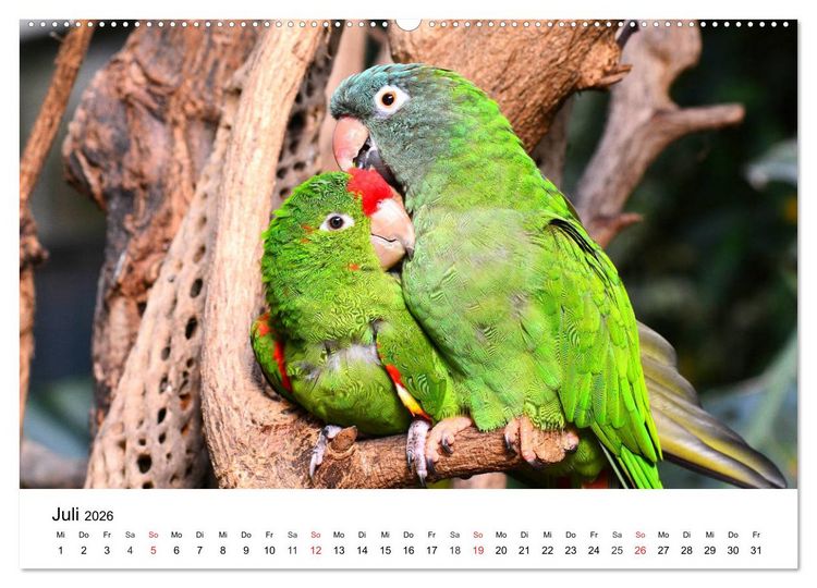 Produktbild: Papageien. Knallbunte Aras und Co. (hochwertiger Premium Wandkalender 2026 DIN A2 quer), Kunstdruck in Hochglanz
