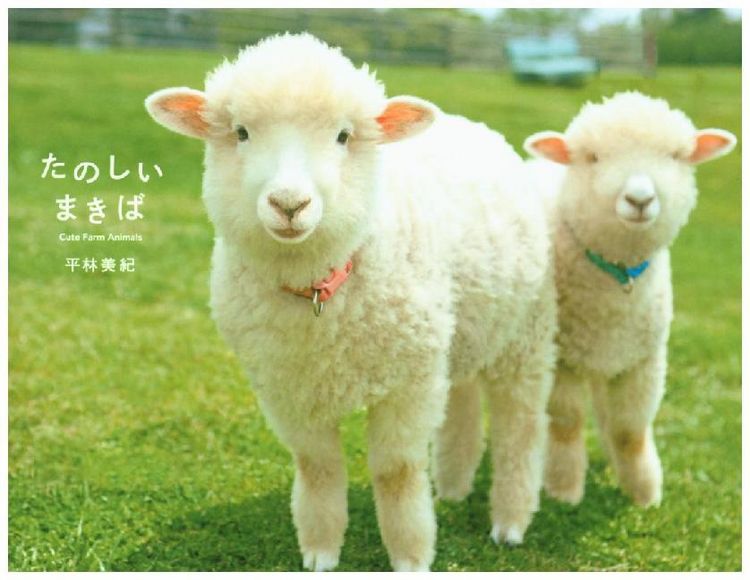 Produktbild: Hirabayashi, M: Makiba