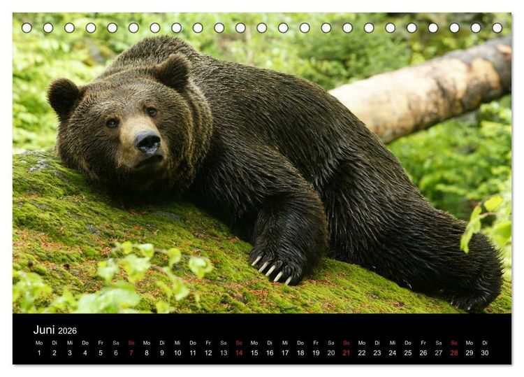 Produktbild: B&auml;ren im Nationalpark Bayerischer Wald (Tischkalender 2026 DIN A5 quer), CALVENDO Monatskalender